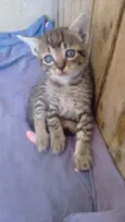 Sn