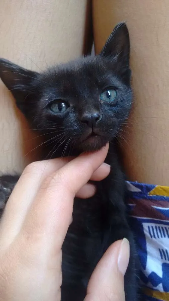 Gato ra a Vira lata idade 2 a 6 meses nome Sn