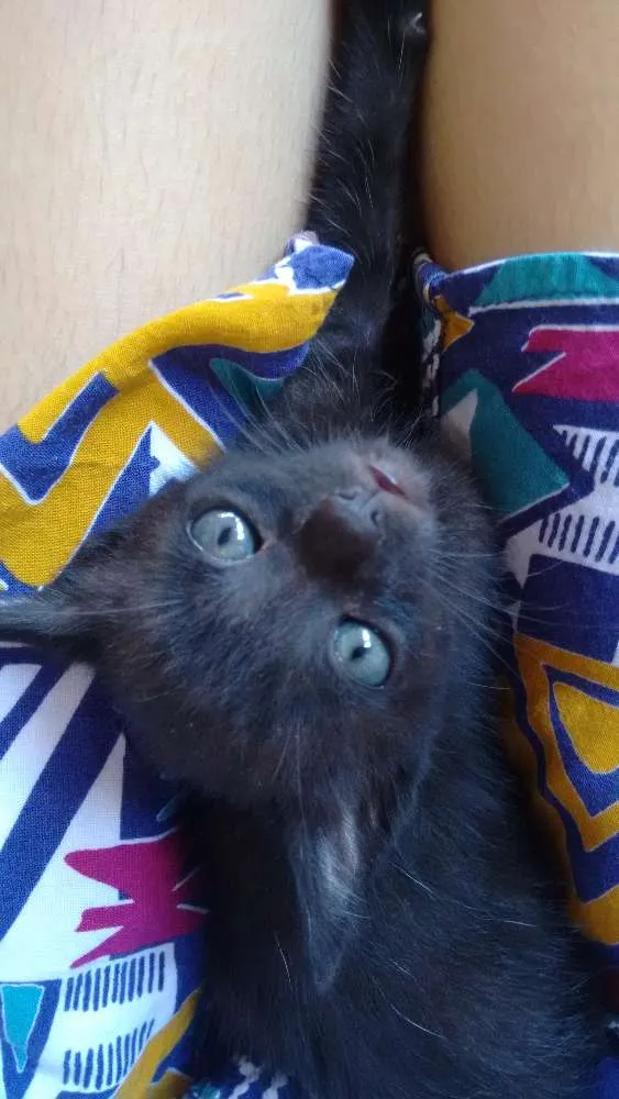 Gato ra a Vira lata idade 2 a 6 meses nome Sn