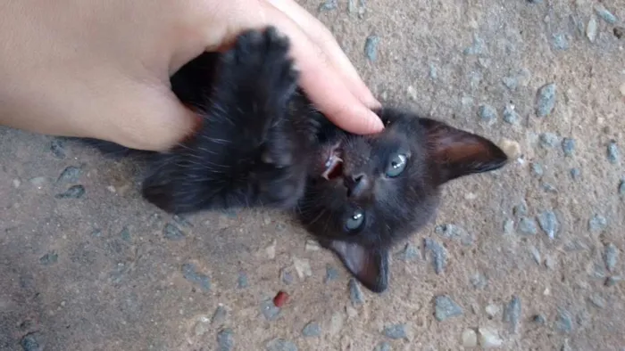 Gato ra a Vira lata idade 2 a 6 meses nome Sn