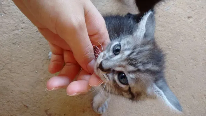 Gato ra a Vira lata idade 2 a 6 meses nome Sn
