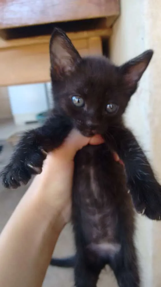 Gato ra a Vira lata idade 2 a 6 meses nome Sn