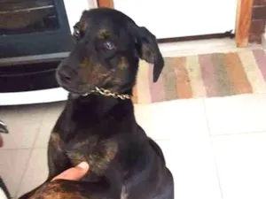 Cachorro raça SRD idade 1 ano nome Luna