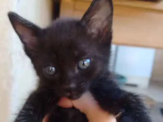 Gato ra a Vira lata idade 2 a 6 meses nome Sn