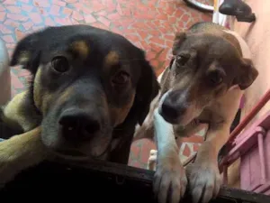Cachorro raça SRD idade 1 ano nome Pretinha e Pitucha