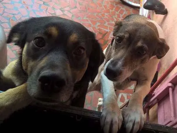 Cachorro ra a SRD idade 1 ano nome Pretinha e Pitucha