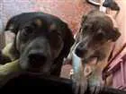 Cachorro raça SRD idade 1 ano nome Pretinha e Pitucha