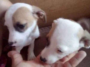 Cachorro raça Raciado  idade 2 a 6 meses nome Ju e dede