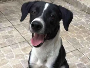 Cachorro raça Viralata  idade 7 a 11 meses nome Corsa