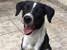 Cachorro raça Viralata  idade 7 a 11 meses nome Corsa