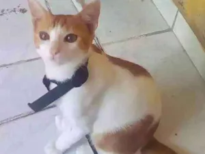 Gato raça  idade 2 a 6 meses nome Lupito