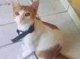 Lupito