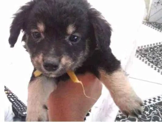 Cachorro ra a  idade 2 a 6 meses nome Sem Nome 