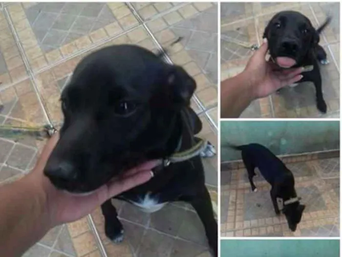 Cachorro ra a Vira lata idade 2 a 6 meses nome Cristal 