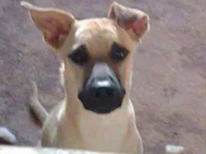 Cachorro raça Indefinida  idade 2 anos nome Frederico (Fred)