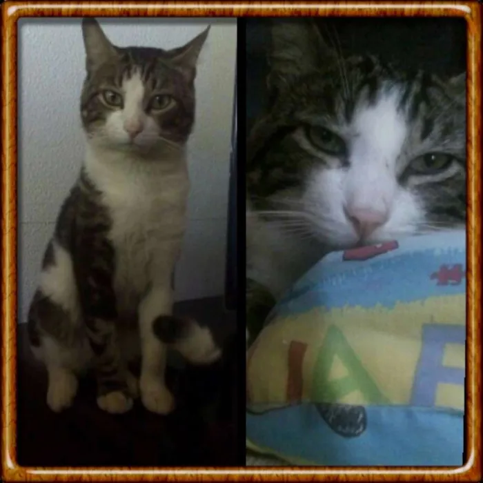 Gato raça S. R. D idade 1 ano nome Tom Tom