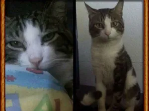 Gato raça S. R. D idade 1 ano nome Tom Tom