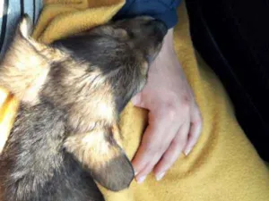 Cachorro raça Mistura Pastor alemão  idade 2 a 6 meses nome Filhote pastor alemã