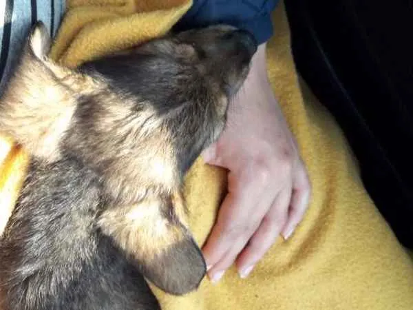 Cachorro ra a Mistura Pastor alemão  idade 2 a 6 meses nome Filhote pastor alemã