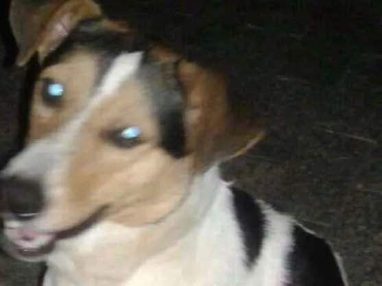 Cachorro ra a SRD idade 1 ano nome Malhado