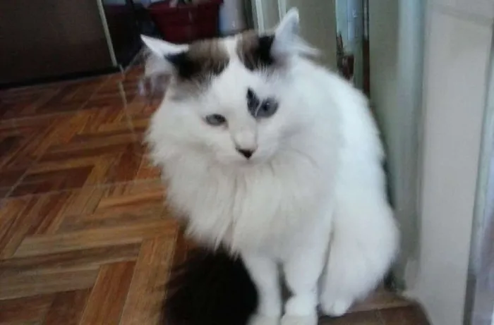 Gato ra a angora idade 6 ou mais anos nome Amy GRATIFICA