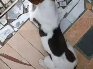 Cachorro raça Viralata idade 2 anos nome Simba