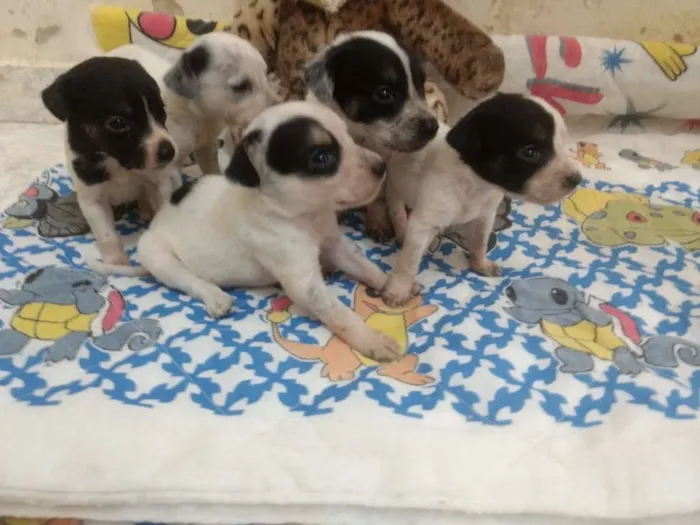 Cachorro ra a sem raça definida idade Abaixo de 2 meses nome Tico, Teco e Teca