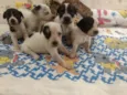Tico, Teco e Teca