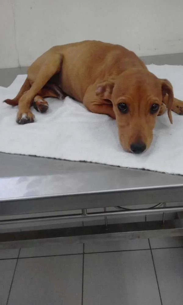Cachorro ra a Srd idade 2 a 6 meses nome Lupi (filhote)