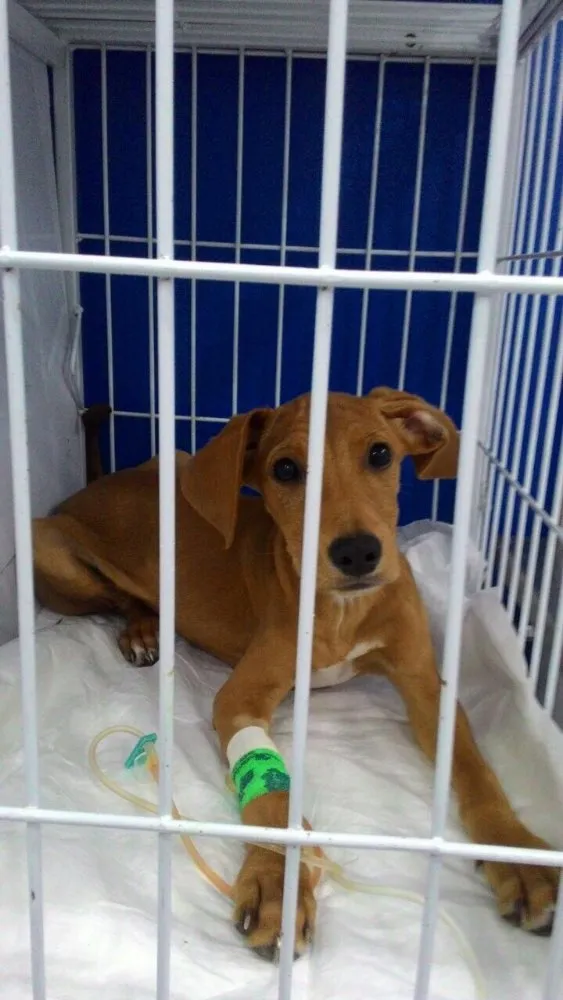 Cachorro ra a Srd idade 2 a 6 meses nome Lupi (filhote)