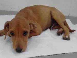 Cachorro raça Srd idade 2 a 6 meses nome Lupi (filhote)