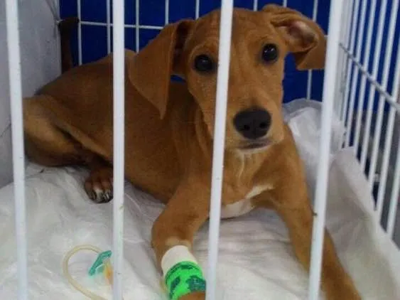 Cachorro ra a Srd idade 2 a 6 meses nome Lupi (filhote)