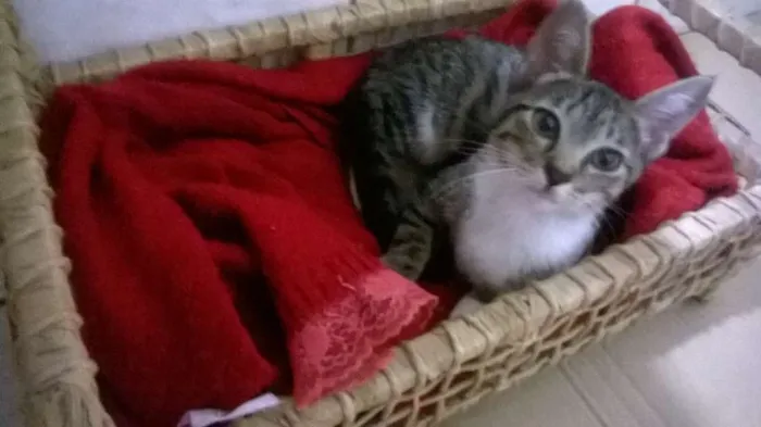 Gato ra a angorá  idade 2 a 6 meses nome Sem nome