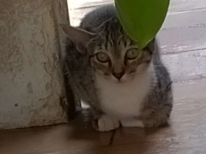 Gato ra a angorá  idade 2 a 6 meses nome Sem nome
