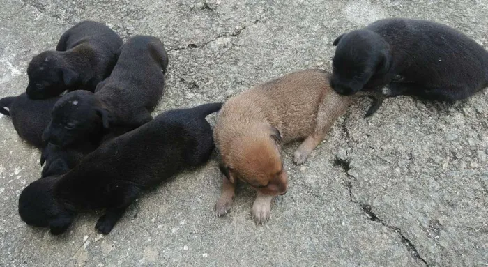 Cachorro ra a Meu amor não tem raça idade Abaixo de 2 meses nome Não tem 