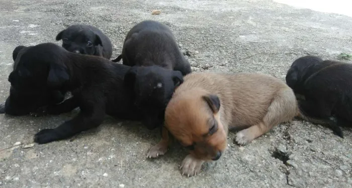 Cachorro ra a Meu amor não tem raça idade Abaixo de 2 meses nome Não tem 