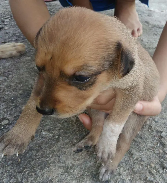 Cachorro ra a Meu amor não tem raça idade Abaixo de 2 meses nome Não tem 