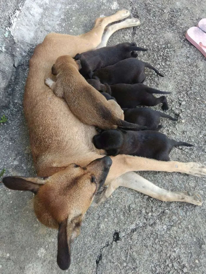 Cachorro ra a Meu amor não tem raça idade Abaixo de 2 meses nome Não tem 
