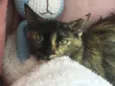 CARMELA
