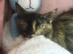Gato raça SRD idade 2 a 6 meses nome CARMELA