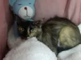 CARMELA