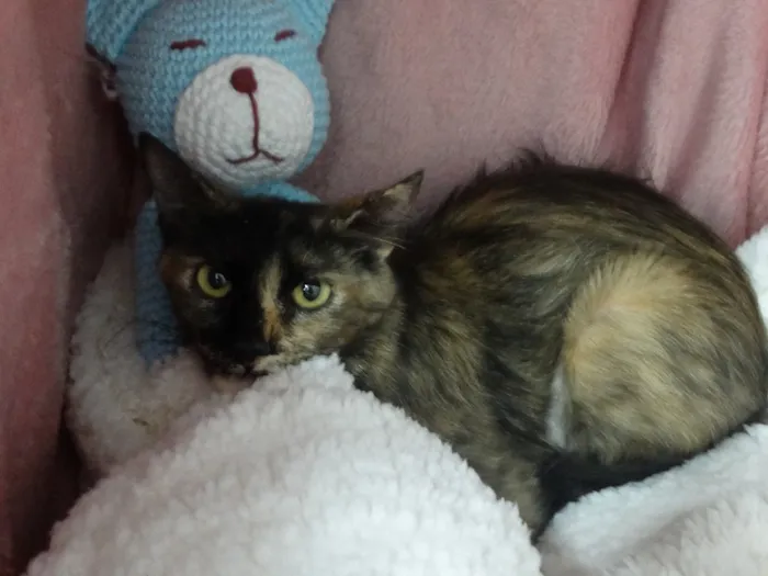 Gato ra a SRD idade 2 a 6 meses nome CARMELA