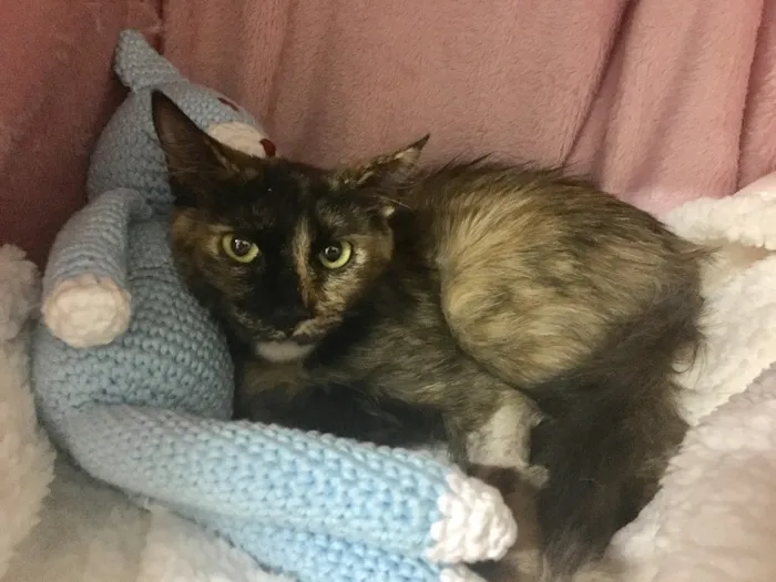 Gato ra a SRD idade 2 a 6 meses nome CARMELA