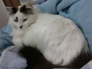 Gato raça angora idade 6 ou mais anos nome Amy GRATIFICA