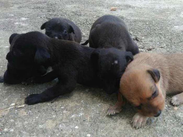 Cachorro ra a Meu amor não tem raça idade Abaixo de 2 meses nome Não tem 