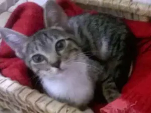 Gato raça angorá  idade 2 a 6 meses nome Sem nome