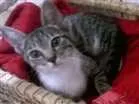 Gato raça angorá  idade 2 a 6 meses nome Sem nome