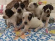 Tico, Teco e Teca