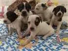 Cachorro raça sem raça definida idade Abaixo de 2 meses nome Tico, Teco e Teca
