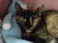CARMELA